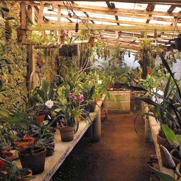 Visitar el Museo-Jardín de Orquídeas – COATEPEC, PUEBLOS MÁGICOS